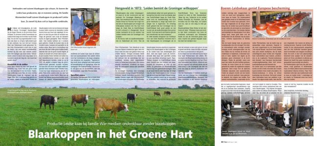 Blaarkoppen-in-het-Groene-Hart